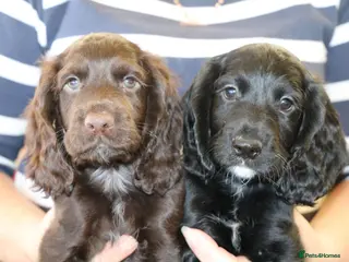 Cocker Spaniel dogs Health Tested Cocker Spaniel Puppies - Advert 8