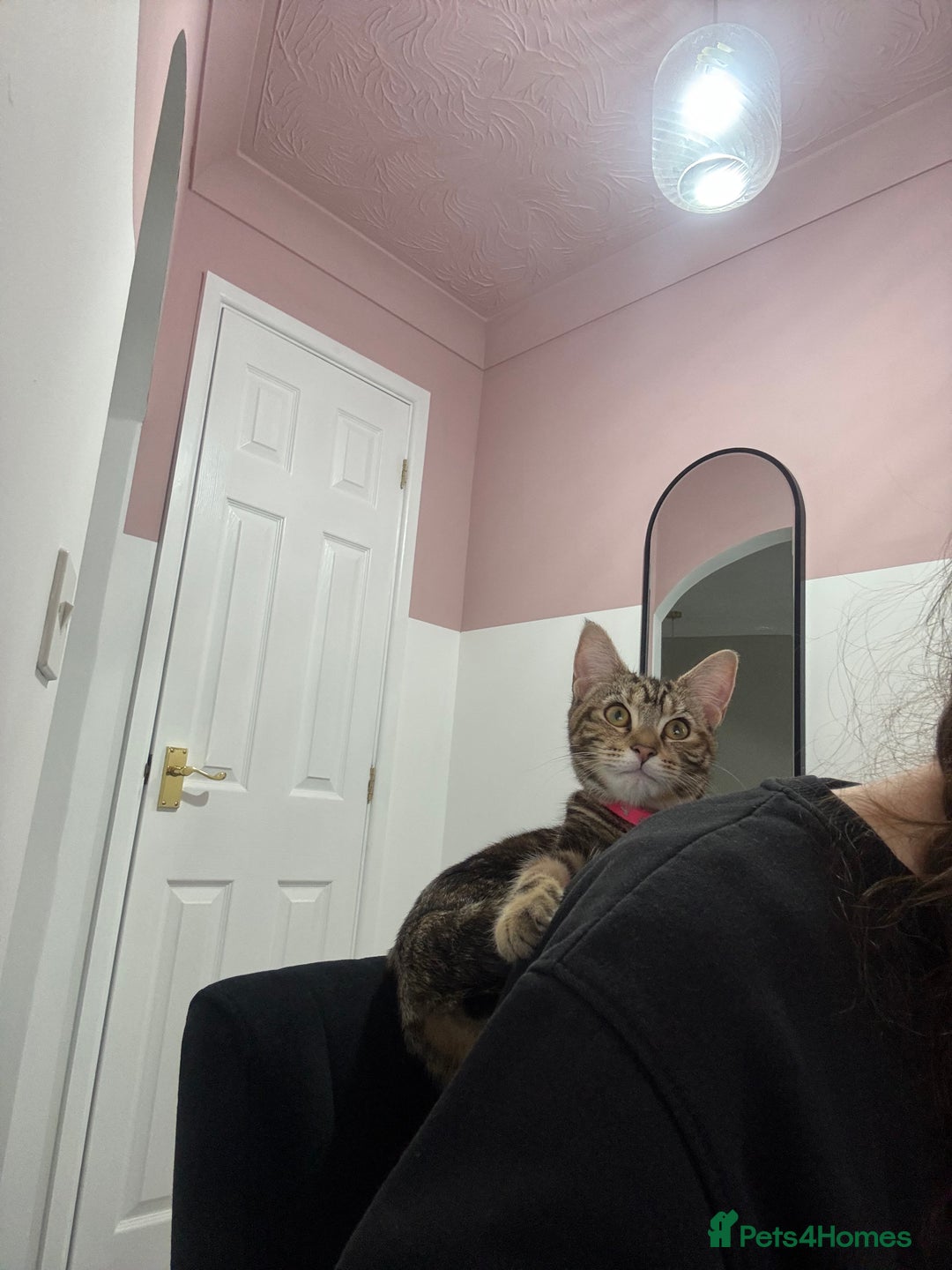 Mixed Breed cats for sale: Delilah - Maine Coon Cross  - Advert 5