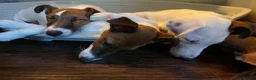 Fox Terrier dogs for sale: Pickle  in Braintree - Advert 5
