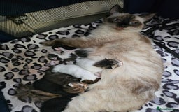 Mixed Breed cats for sale:  Kittens🥰Ragdoll and short hair domestic catcat  - Image 11