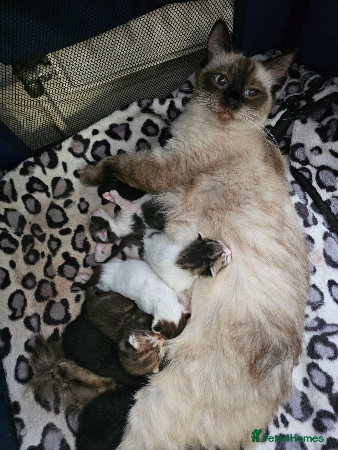 Mixed Breed cats for sale:  Kittens🥰Ragdoll and short hair domestic catcat  - Image 11