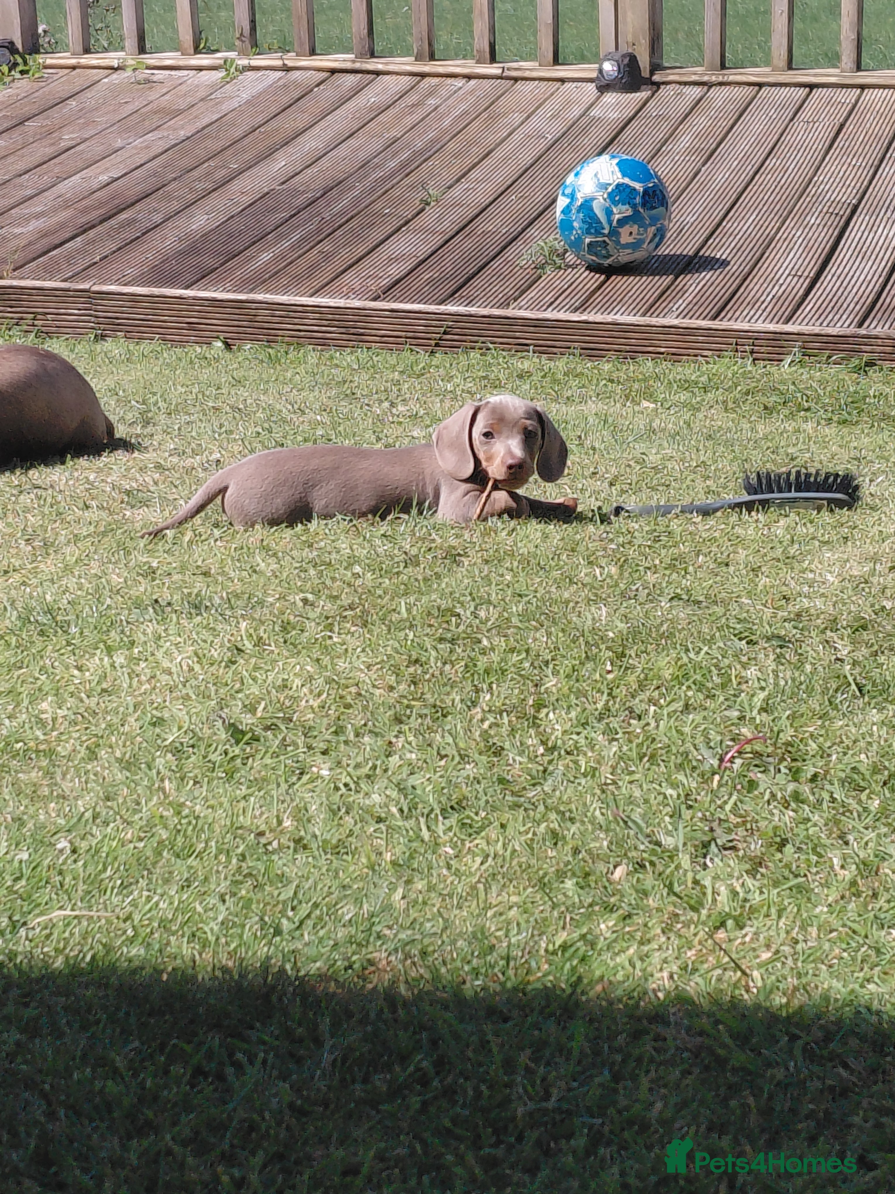 Dachshund dogs Stunning Dachshund Puppies - Advert 3