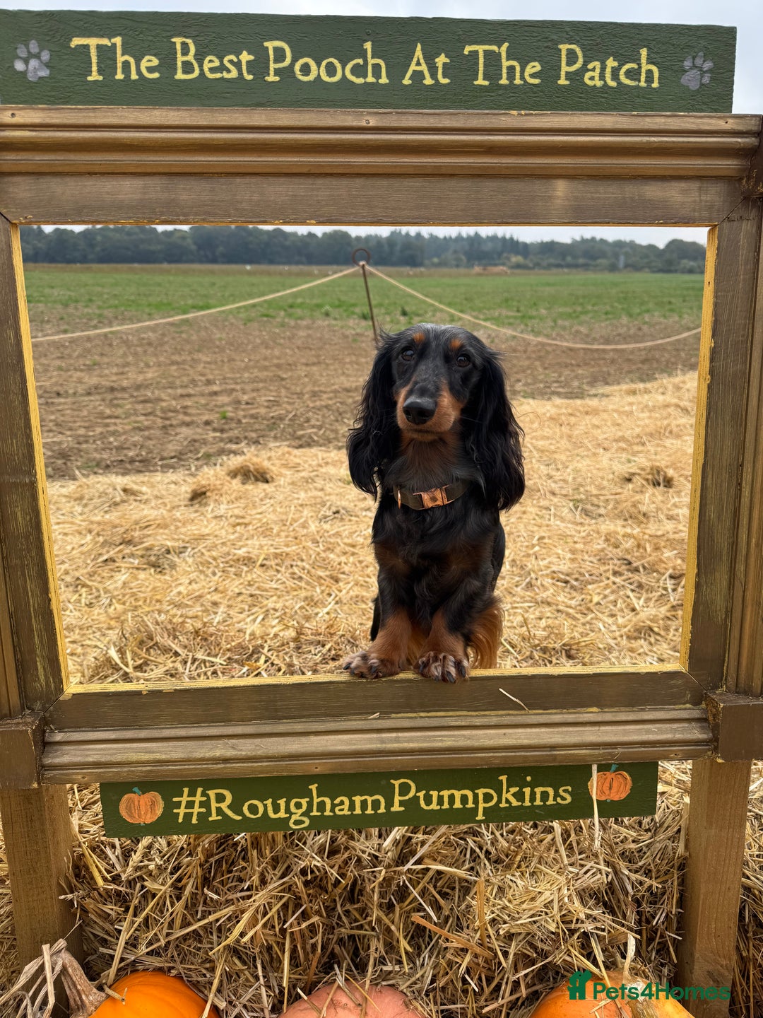 Miniature Dachshund dogs for sale: Exceptional miniature longhaired dachshunds  - Advert 21