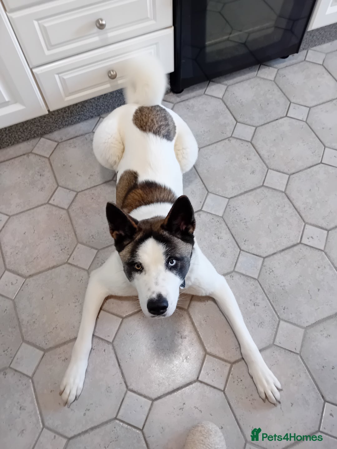Huskita dogs for sale: Huski cross akita 2 and half years old female  - Image 8