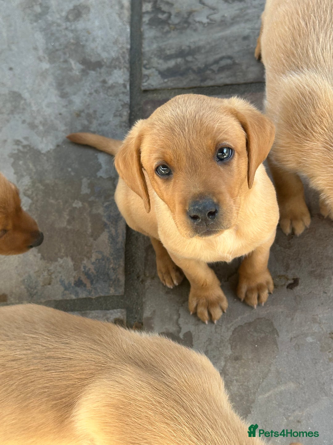 Labrador Retriever dogs for sale: Outstanding deep red Labrador puppies - Image 9