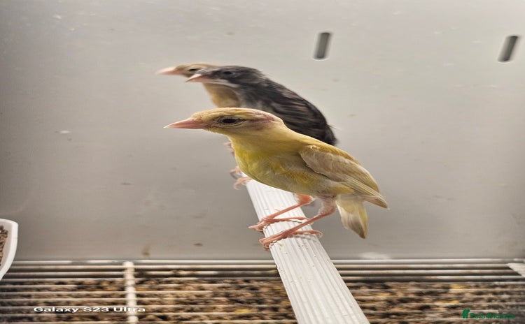 Canaries birds - Advert 1