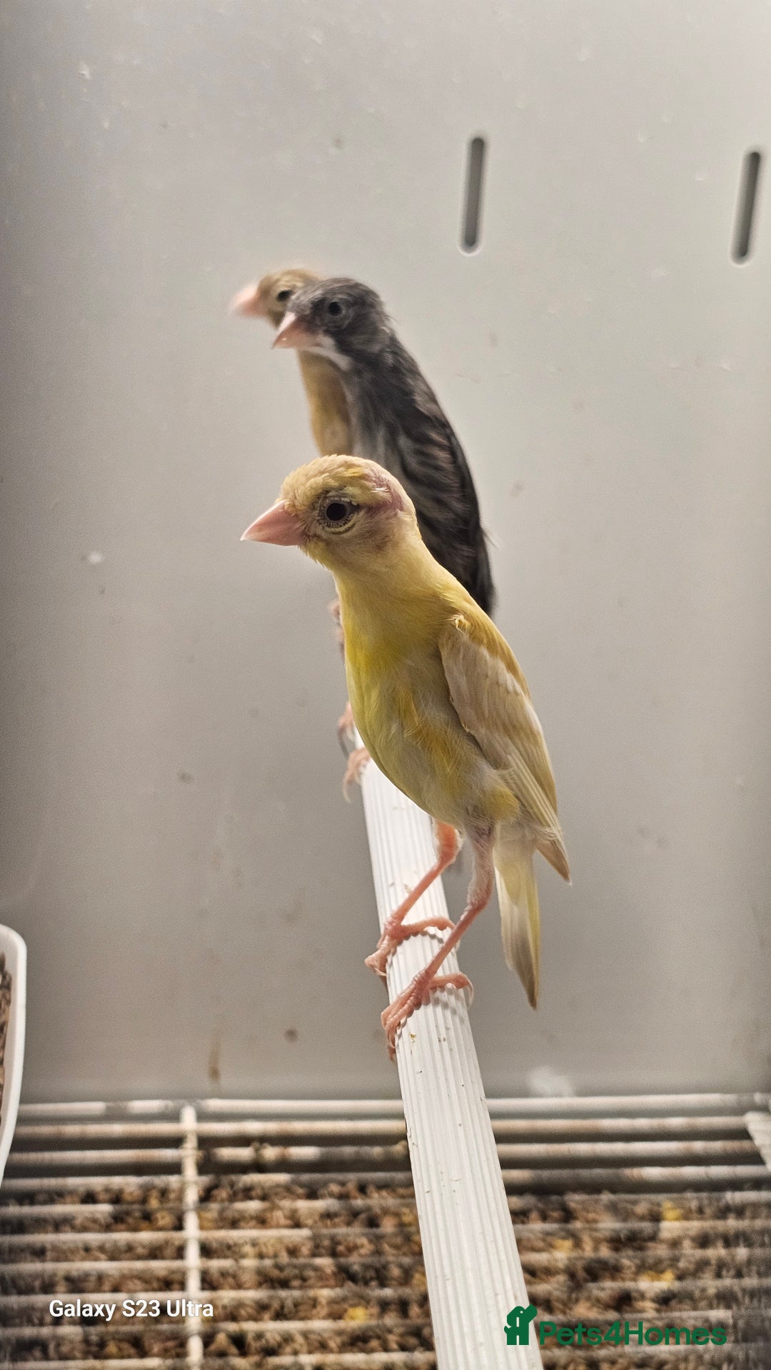 Canaries birds for sale: The Takeley roso canary is here 🙌  - Image 1