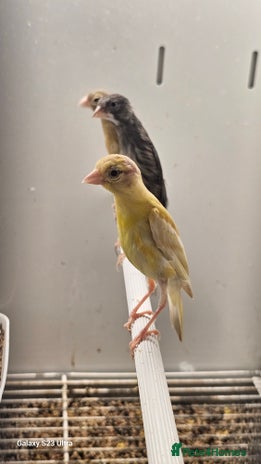 Canaries birds - Advert 12