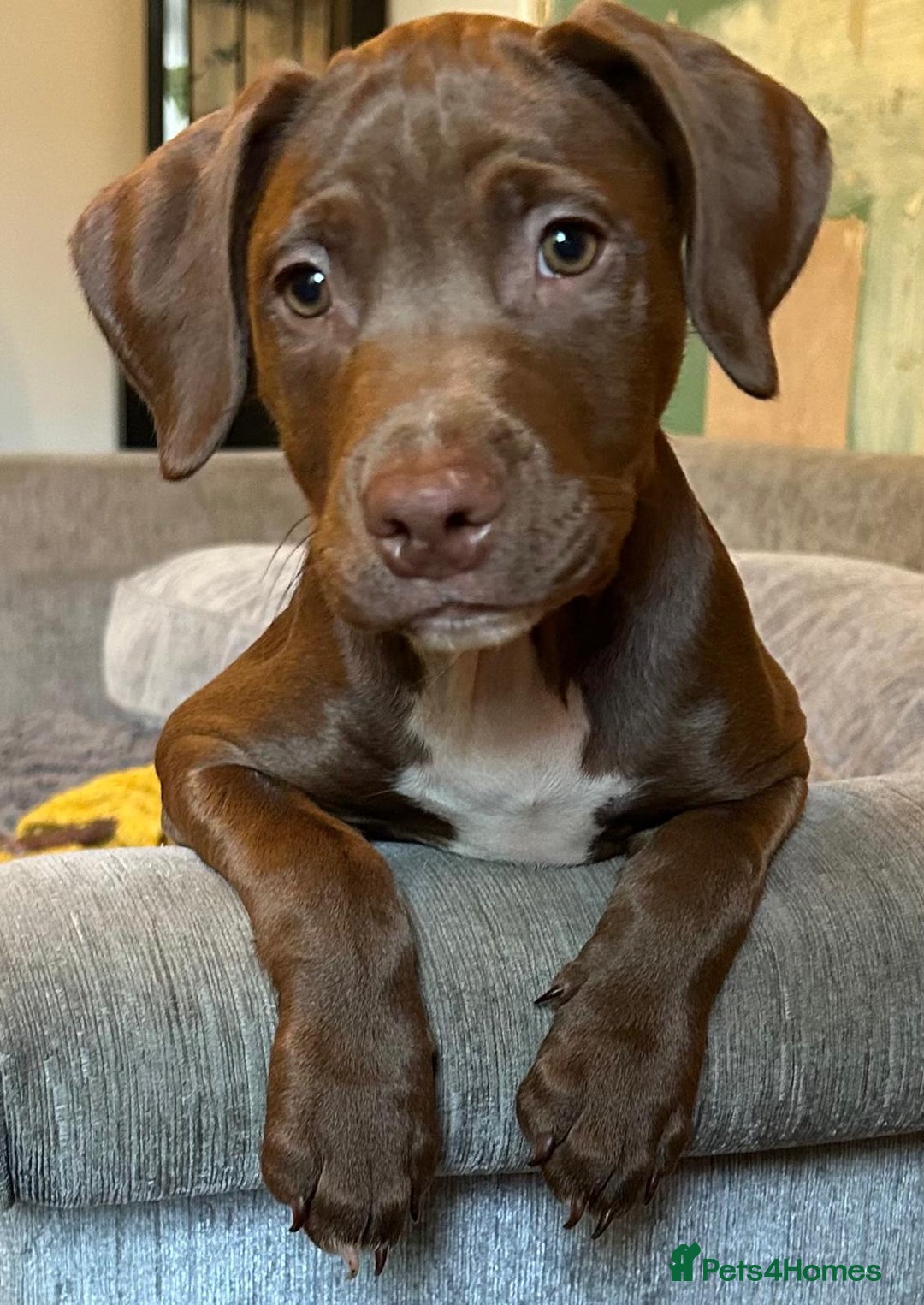 Mixed Breed dogs for sale: Springer Staffs  in St Albans - Image 10