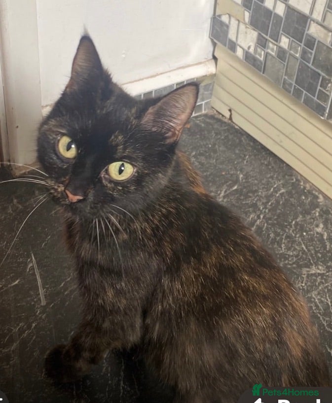 Mixed Breed cats Two Fluffy females - Advert 1