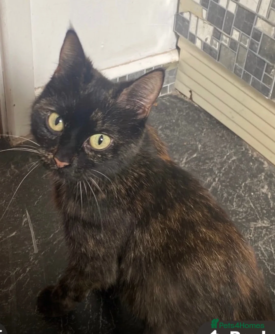 Mixed Breed cats for sale: Two Fluffy females - Advert 1