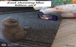 British Shorthair cats for sale: 1 blue BSH girl left for sale  in Burnley - Image 10