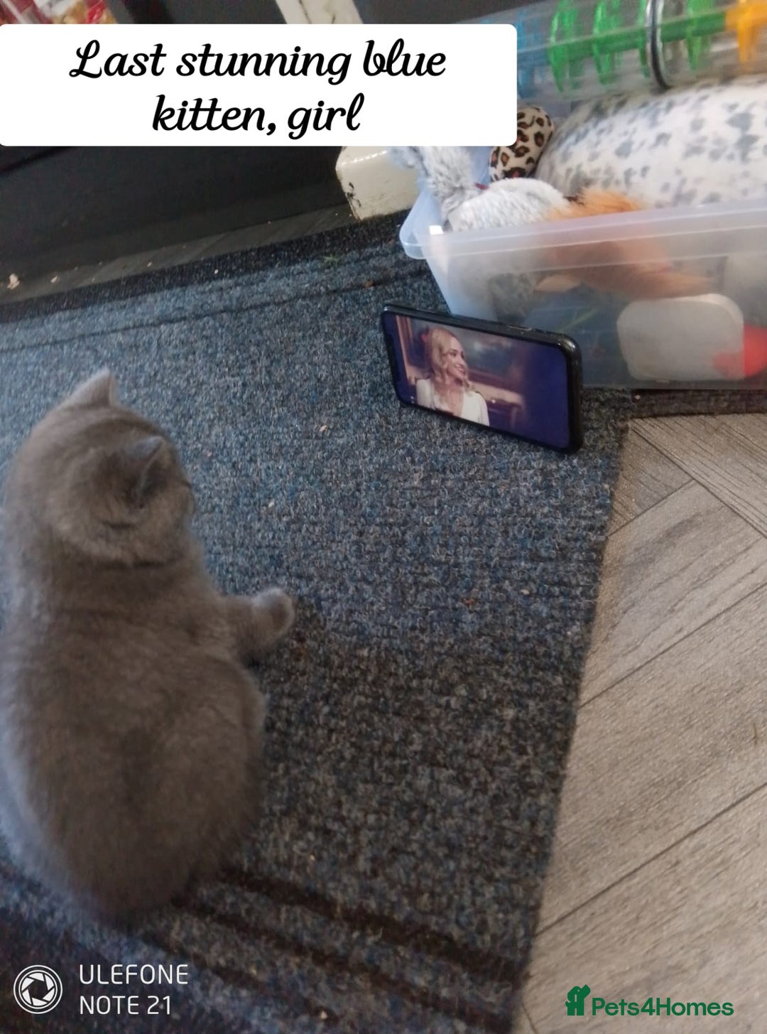 British Shorthair cats for sale: 1 blue BSH girl left for sale  in Burnley - Image 10