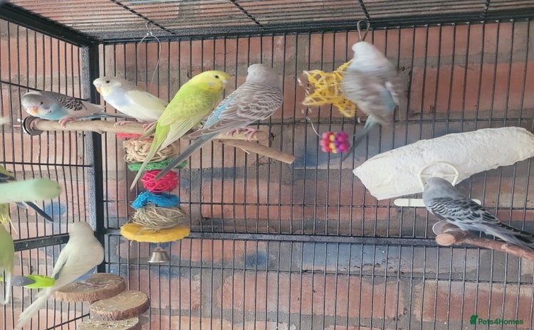 Budgerigars birds - Advert 11