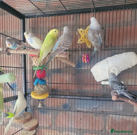 Budgerigars birds - Advert 4