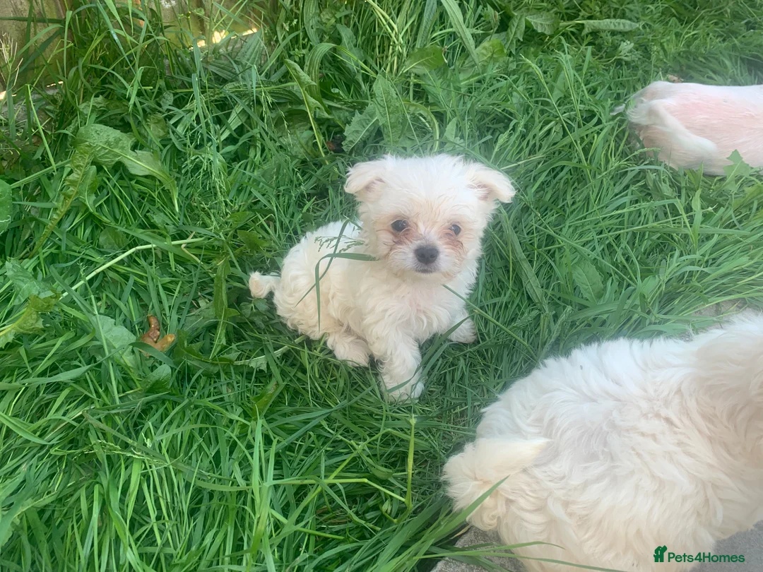 Mixed Breed dogs for sale: Maltese/chihuahua (malchi) pups - Advert 13