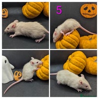 Rat rodents - Advert 2