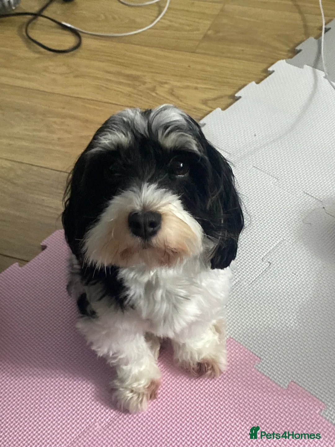 Havanese dogs for sale: Beautiful KC Registered Havanese Puppies - Advert 11