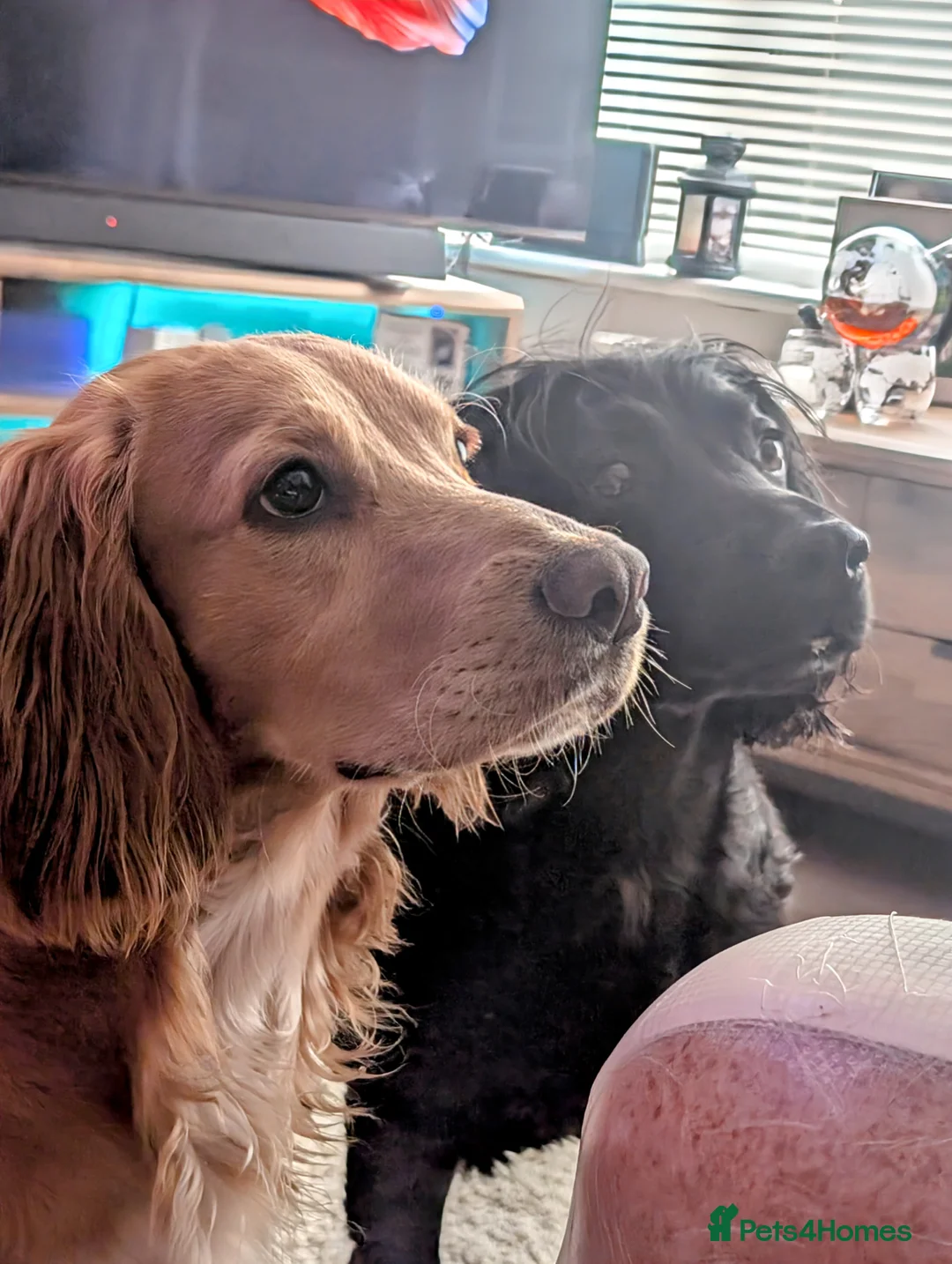 Cocker Spaniel dogs for sale: Beautiful male cocker spaniel  - Advert 10