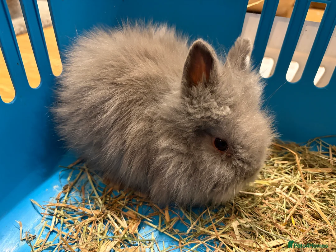 Lionhead rabbits for sale: Double mane lion head baby’s for sale  - Advert 14