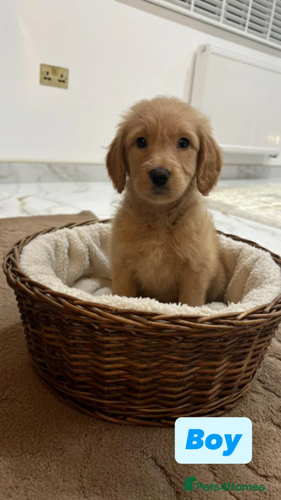 Labradoodle dogs for sale: Labradoodle puppies  - Advert 3