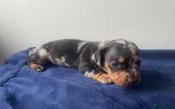 Miniature Dachshund dogs for sale: STUNNING KC REG MINIATURE DAPPLE DACHSHUNDS  - Image 19