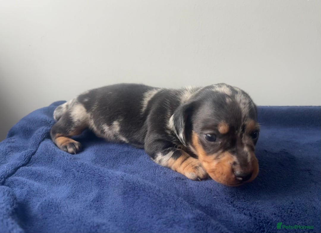 Miniature Dachshund dogs for sale: STUNNING KC REG MINIATURE DAPPLE DACHSHUNDS  - Image 19
