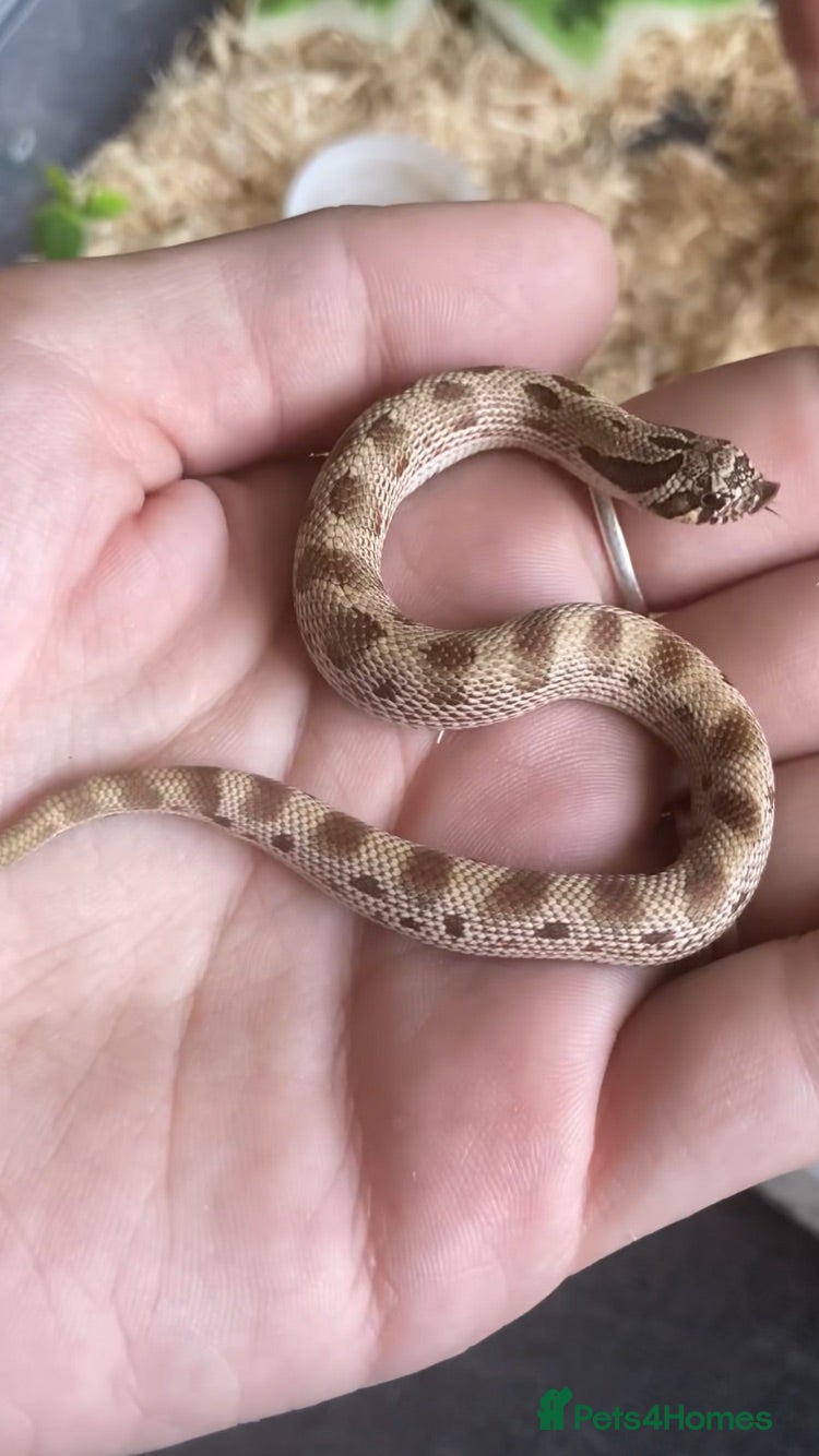Snake reptiles Hognose’s available now 🐍🐍 Conda Quad hets - Advert 2