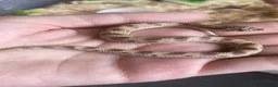 Snake reptiles for sale: Hognose’s available now 🐍🐍 Conda Quad hets - Advert 4