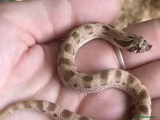 Snake reptiles Hognose- Condas het albino toxic lavender - Advert 2
