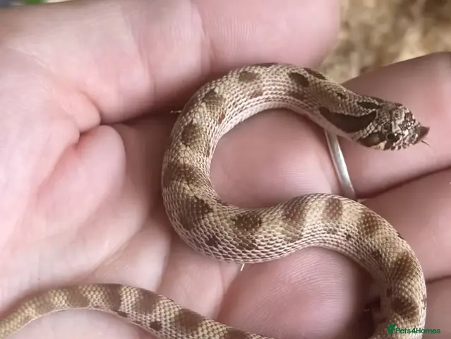 Snake reptiles for sale: Hognose- Condas het albino toxic lavender - Advert 2