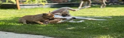 Greyhound dogs for sale: Hungarian Greyhound Pups - Advert 7