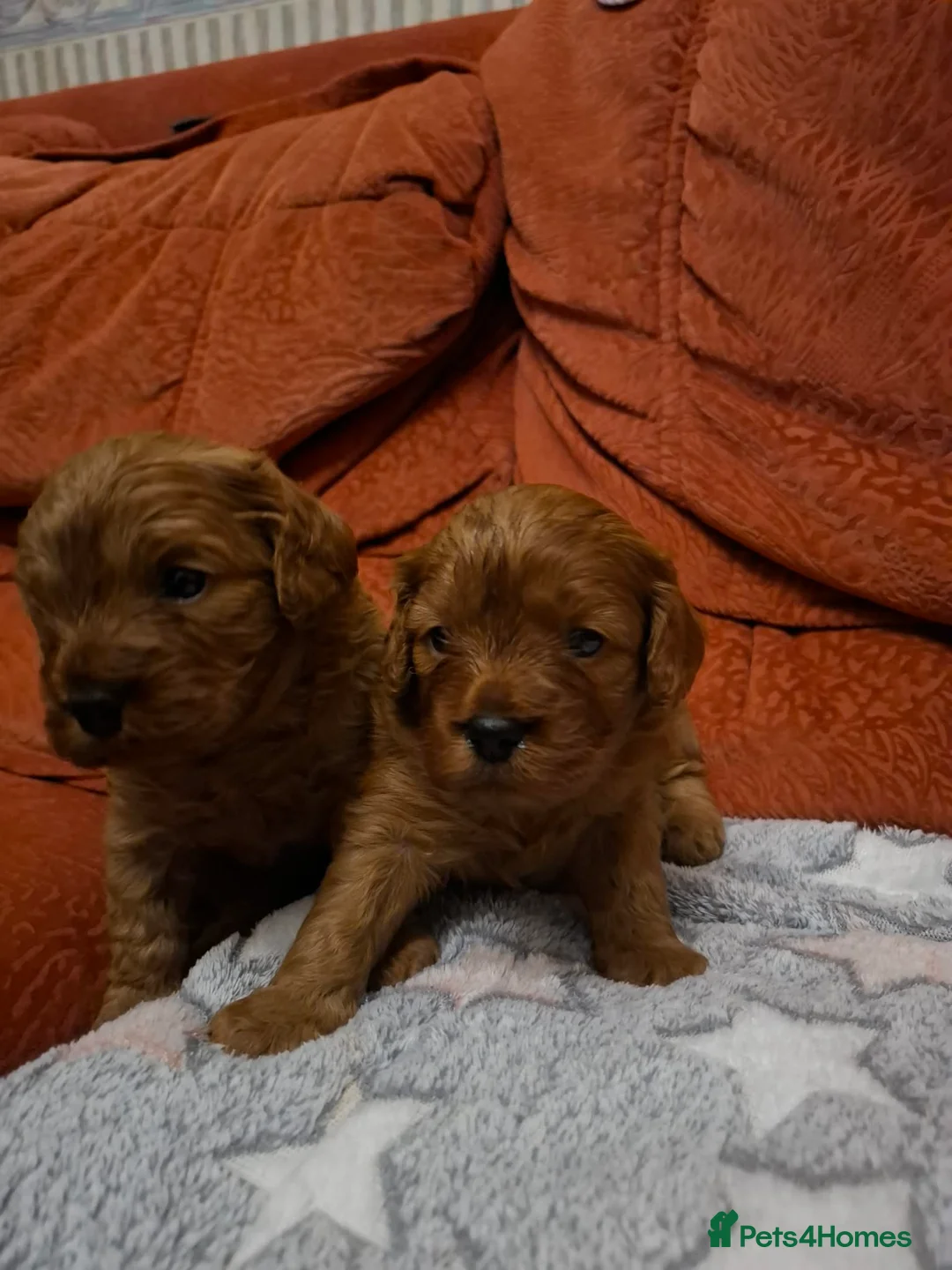 Cavapoo dogs for sale:  Cavapoo  - Advert 8