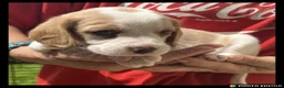 Beaglier dogs for sale: Beautiful Beaglier Bundles 🌸 - Advert 9