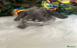 Mini Lop rabbits for sale: Pure Breed Mini lops  - Image 36