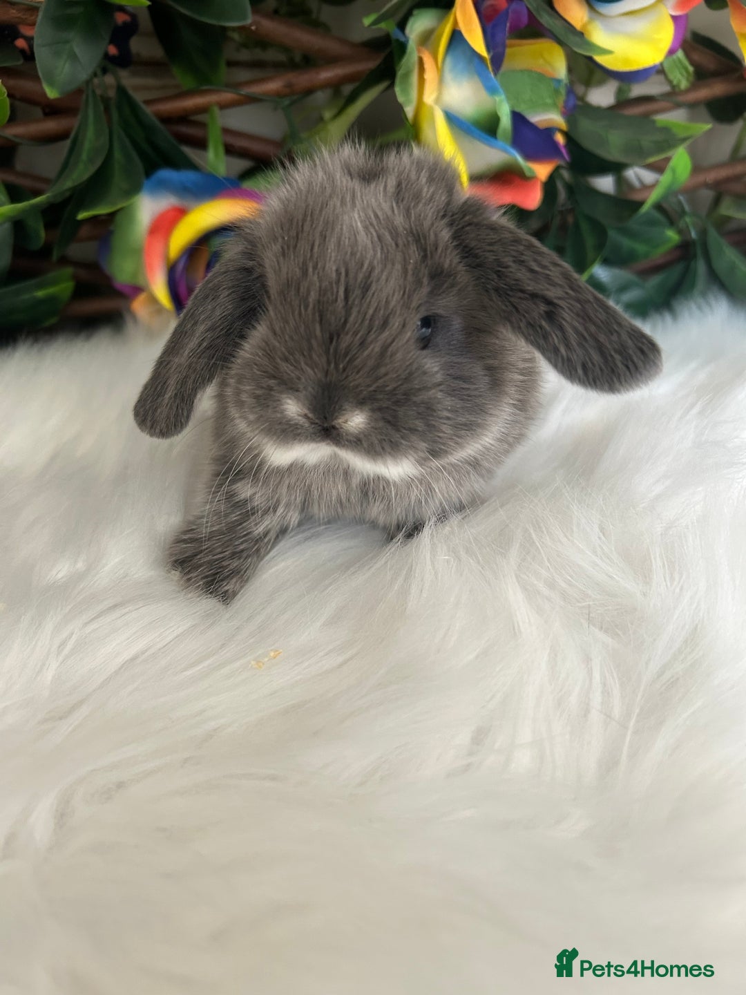 Mini Lop rabbits for sale: Pure Breed Mini lops  - Image 36