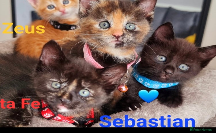 Mixed Breed cats - Advert 4