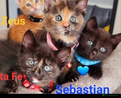 Mixed Breed cats - Advert 9