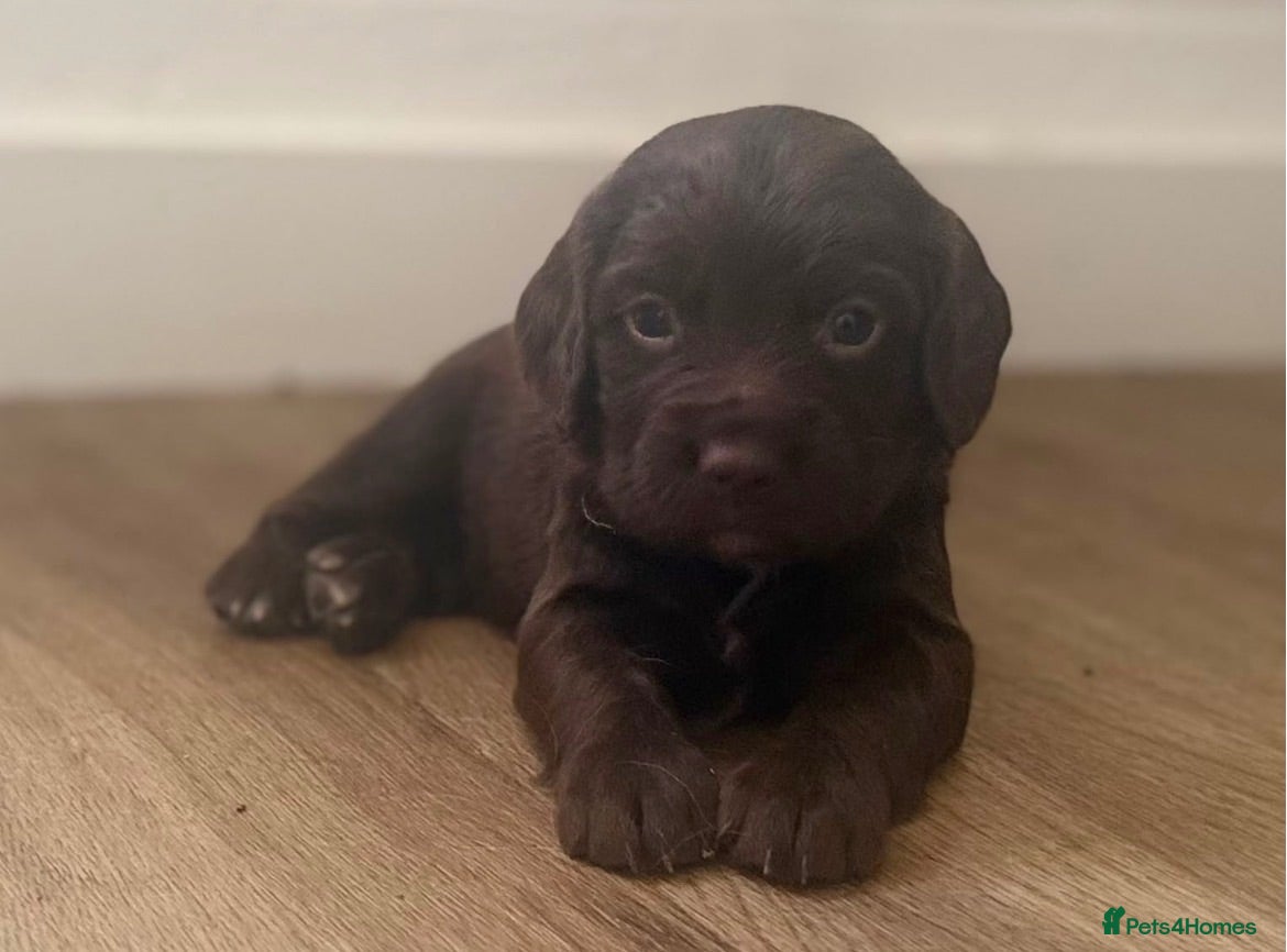 Sprocker dogs Stunning F1 Sprocker Spaniel Pups - Advert 2