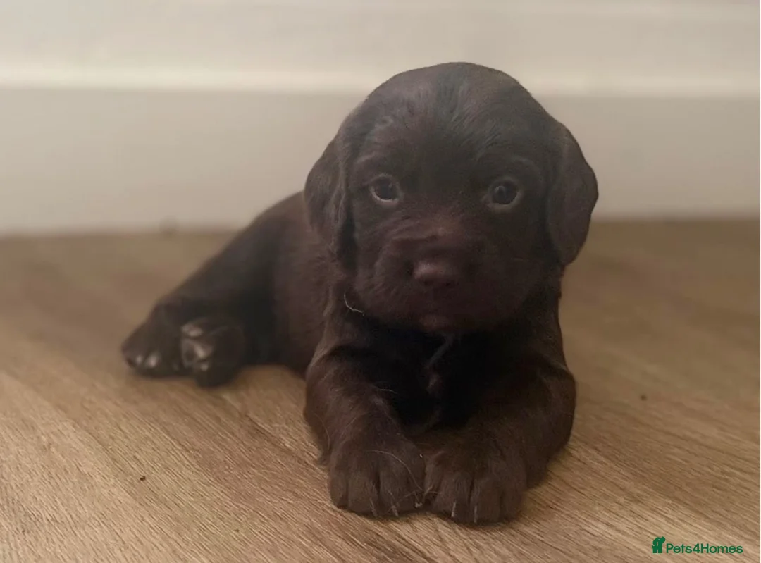 Sprocker dogs for sale: Stunning F1 Sprocker Spaniel Pups - Advert 1