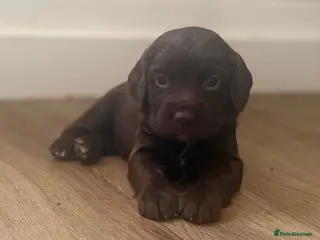 Sprocker dogs Stunning F1 Sprocker Spaniel Pups - Advert 1