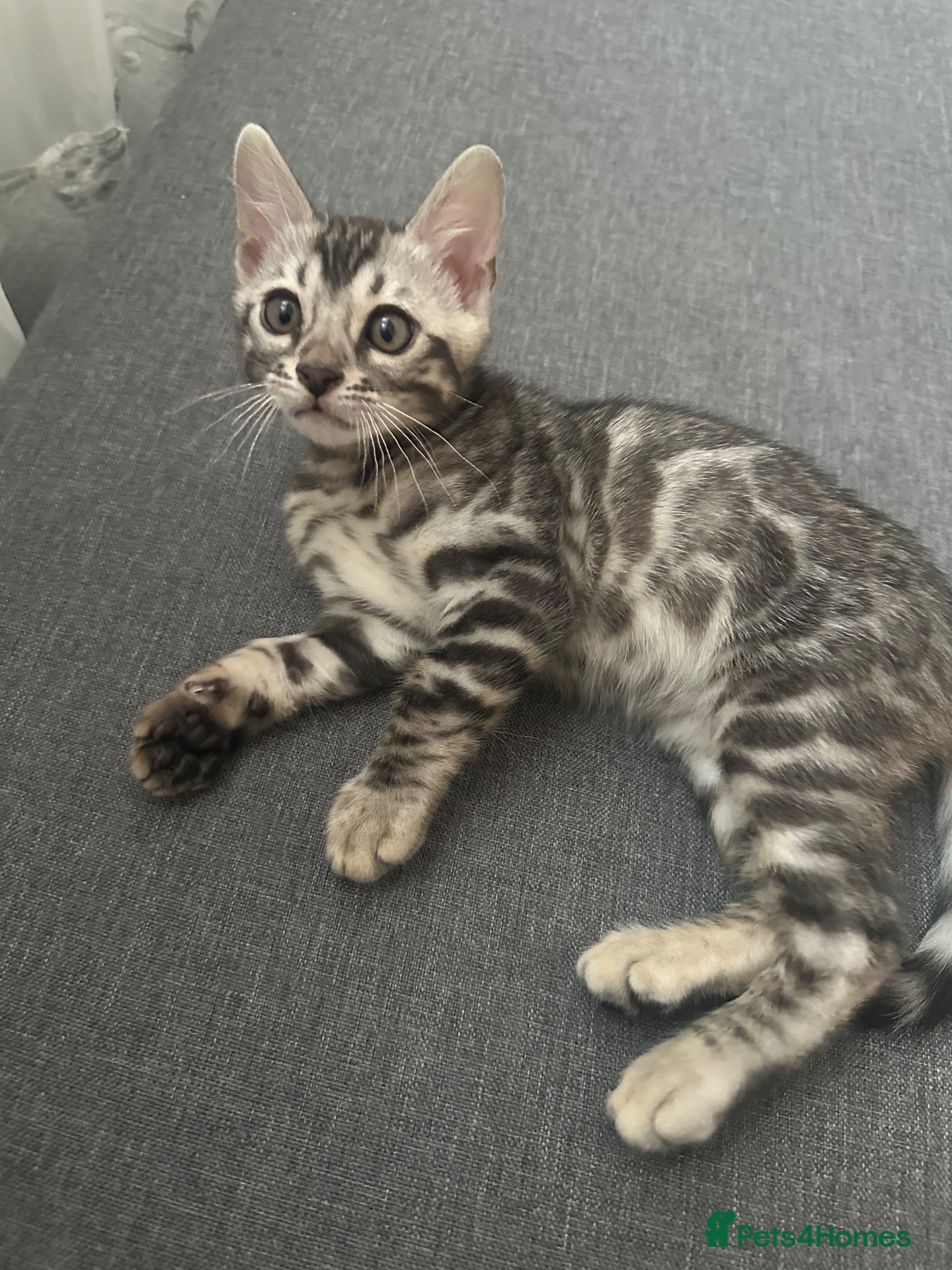 Bengal cats Bengal kittens for sale - Advert 1