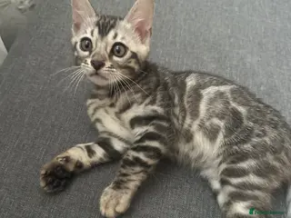 Bengal cats Bengal kittens for sale - Advert 1