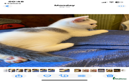 British Shorthair cats for sale: Fabulous mini Dad boy! GCCF IGrCh, GrCh & Ch lines - Image 26