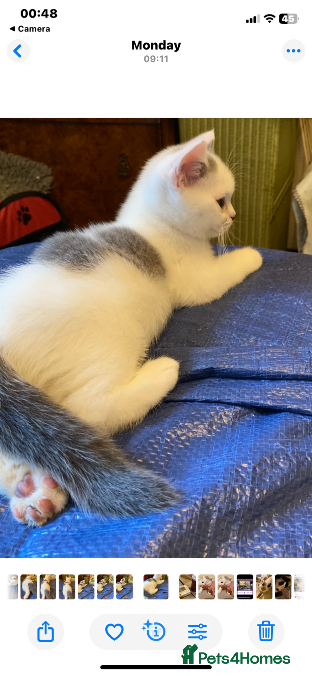 British Shorthair cats for sale: Fabulous mini Dad boy! GCCF IGrCh, GrCh & Ch lines - Image 26