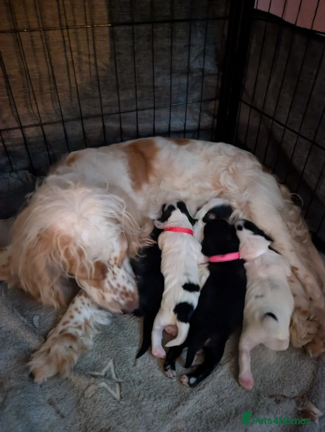 Cockapoo dogs for sale: Beautiful little of 5 Cockerpoos - Advert 7