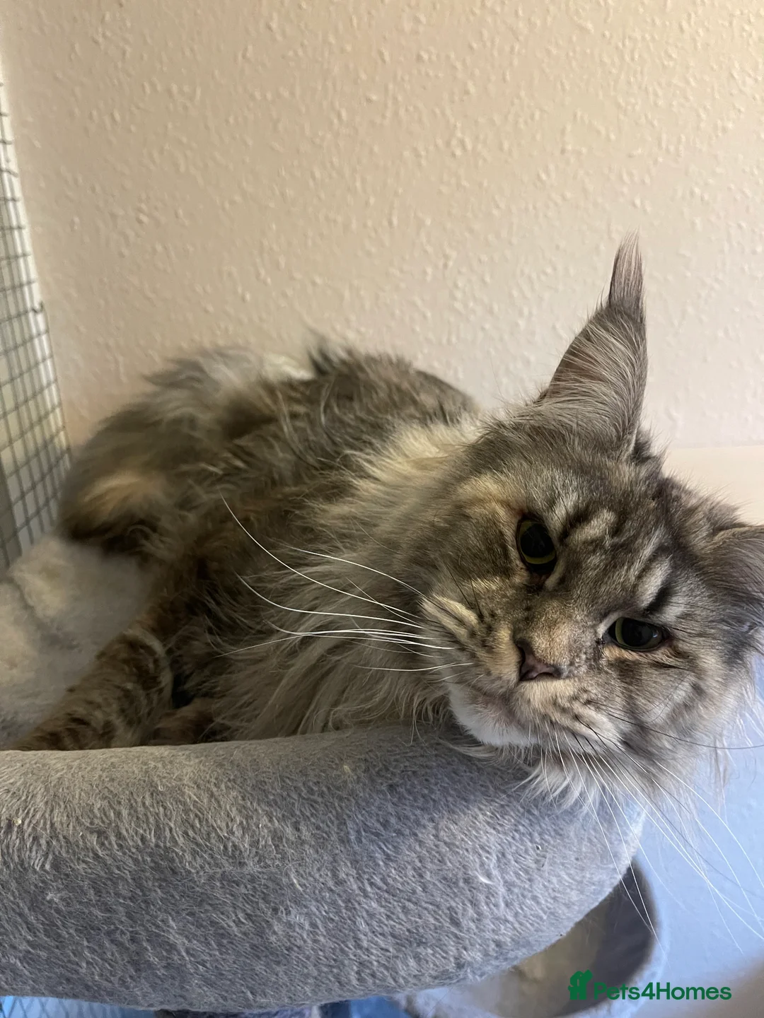 Maine Coon cats for sale: Ready now Poly Maine coon male kitten  - Advert 2