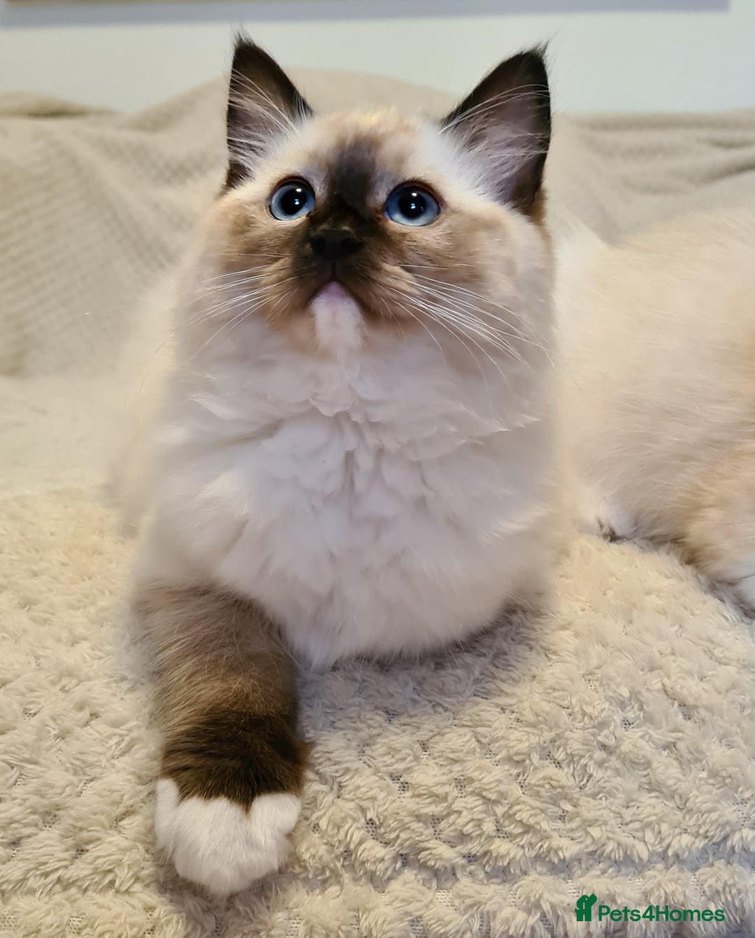 Ragdoll cats for sale: 5 Purebred Ragdolls – Loving Homes Needed - Image 4