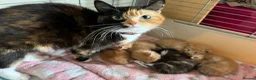 Mixed Breed cats for sale: Kittens - Advert 7