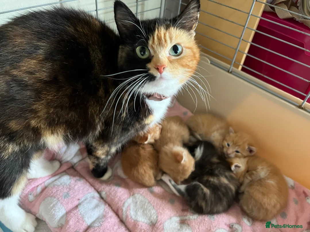 Mixed Breed cats for sale: Kittens - Advert 7